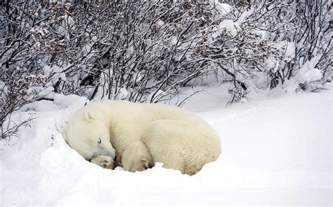 animals, Sleeping, Snow, Polar Bears Wallpapers HD / Desktop and Mobile Backgrounds