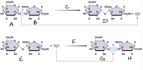 Hydrolysis Of Carbohydrates