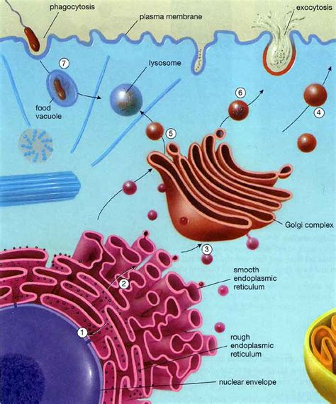 Vesicles Transport Information