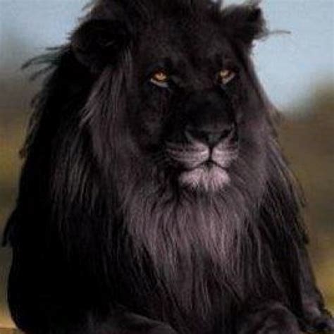 Rare black lion !! Beautiful | Posters | Pinterest