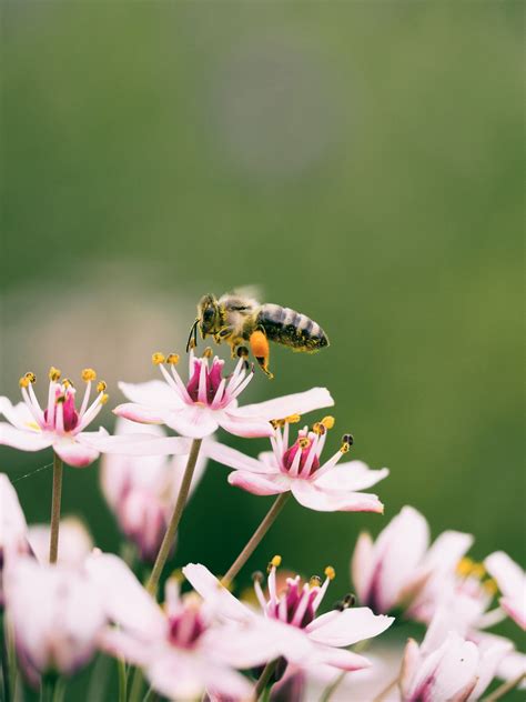 Exploring the Amazing Diversity of Ecosystems: A Guide