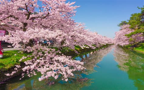 Cherry Tree Rose Flowers Green River Kawazu Town In Japan Shizuoka Desktop Wallpaper Hd For ...