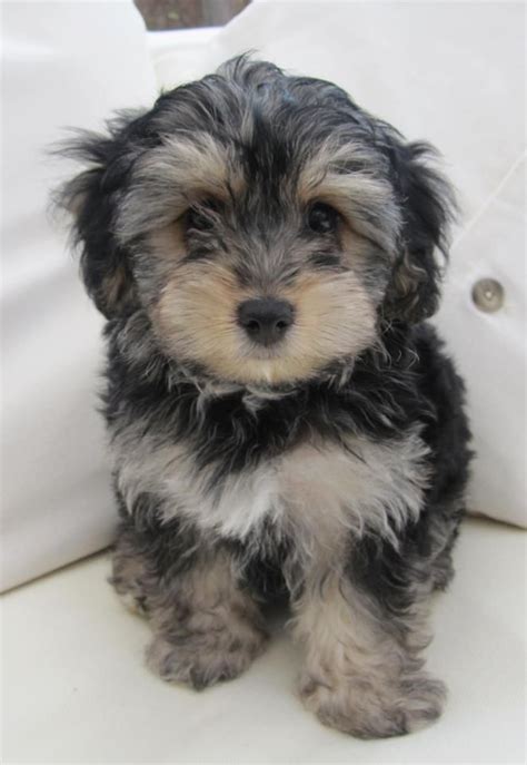 De 25+ bedste idéer inden for Yorkie poo full grown på Pinterest