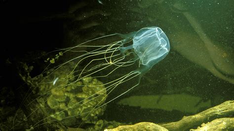 Box Jellyfish Deadliest Creature On Earth - The Earth Images Revimage.Org