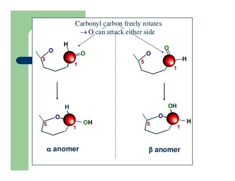 Carbohydrates Biochemistry