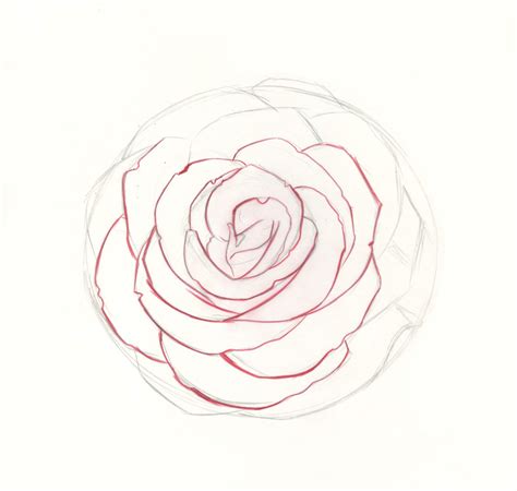 How To Draw A Rose In Full Bloom - Theatrecouple12