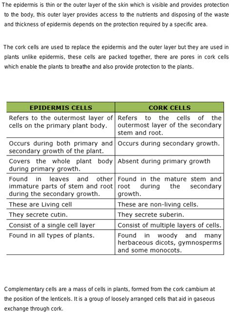 what are the differences between epidermis and cork?what is the function of complementry cells?