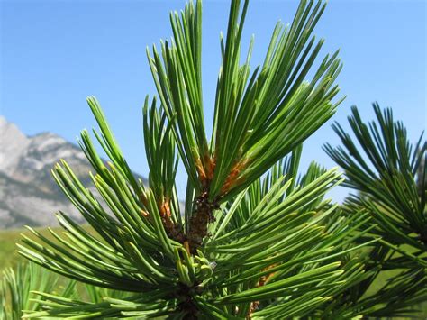 Limber Pine - Friends of Kananaskis Country