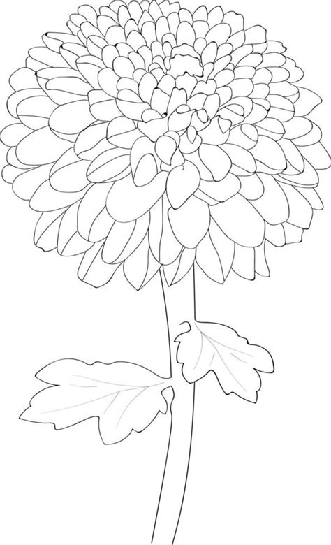 Dahlia flower sketch art, vector illustration, hand-drawn pencil sketch, coloring book, and page ...