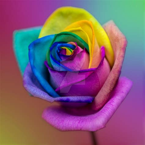 Stunning Rainbow Rose Flower by photographybypixie on DeviantArt