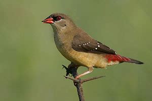 Strawberry Finch Breeding