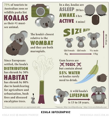 Koala infographic Infographic | Australia fun facts, Koala, Koala craft