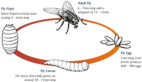 How To Kill Fly Larvae √Preview