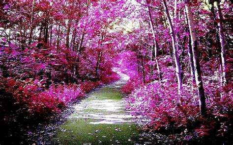 PURPLE FOREST PATH, forest, purple, tees, trail, path, HD wallpaper ...