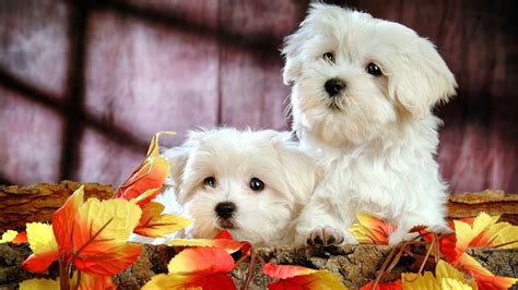 Two dogs of breed Bichon Frise in autumn leaves wallpapers and images ...