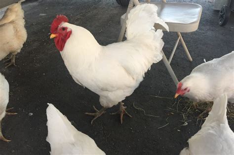 Jersey Giant Chicken: Complete Care Guide and Breed Profile