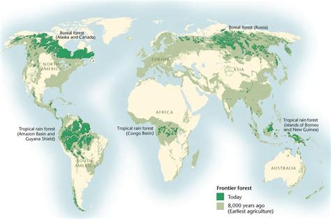 Boreal Forest | Boreal Songbird Initiative