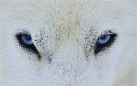 White Wolf with Blue Eyes Wallpapers - 4k, HD White Wolf with Blue Eyes Backgrounds on WallpaperBat