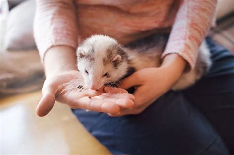 How to Make Homemade Ferret Food and Treats | LoveToKnow Pets