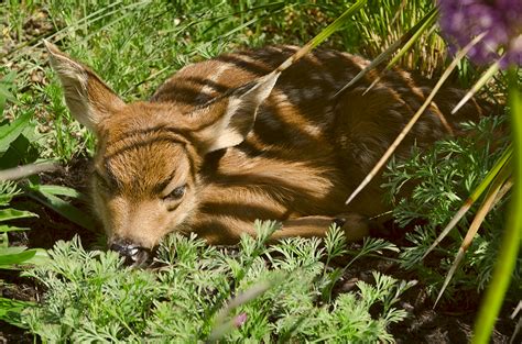 Linda Cochran's Garden: Baby Deer in the Garden