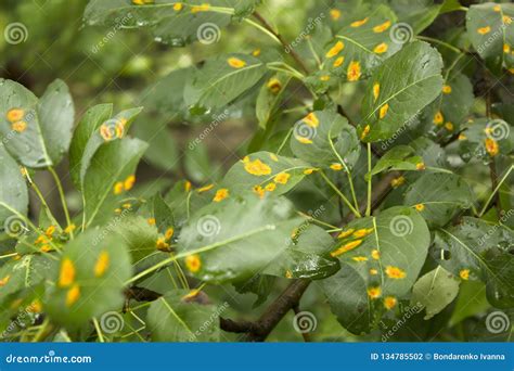 Orange Disease Spots on a Fruit Tree Leaves. Agrocultural Disease Stock ...