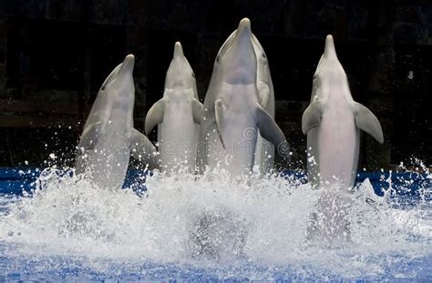 Dolphins Show With Dancing Dolphins Stock Photo - Image of dolphinarium, maspalomas: 22508764