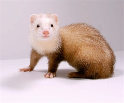 Baby Ferret by mjphotoart on DeviantArt