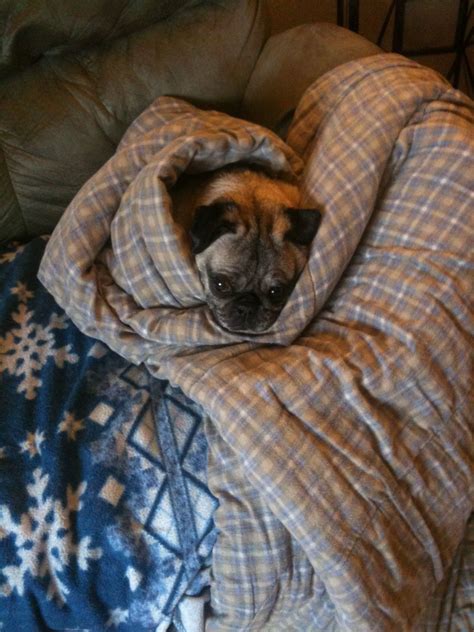 Pug in a blanket | Pugs, Blanket, Decor