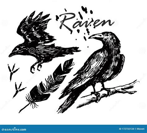 Ink Drawn Raven. a Raven Sitting on a Branch, a Raven Flying Sketch. Footprints, Feather. Stock ...