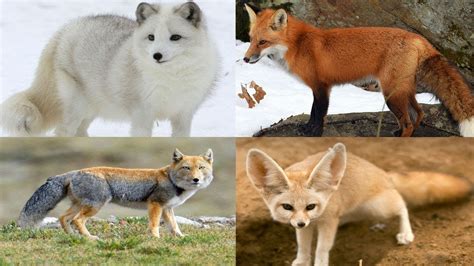 Fox Name Generator – Find The Best Name For Your Pet Fox - PetPress