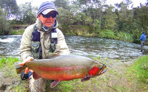 Taupo winter spawning Rainbow Trout in full spawning colors. | Fly fishing, Rainbow trout ...