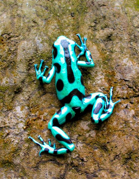 Green Poison Arrow Frog [Dendrobates Auratus] - a photo on Flickriver