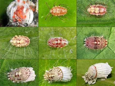 Life Cycle Of Scale Insects