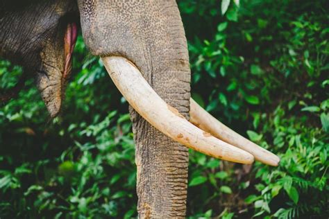 Appearance and Intelligence - Phang Nga Elephant Park