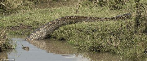 Python Takes Down a Crocodile – Mutually