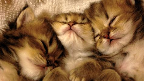 cats, Animals, Sleeping, Feline, Kittens, Pets Wallpapers HD / Desktop and Mobile Backgrounds