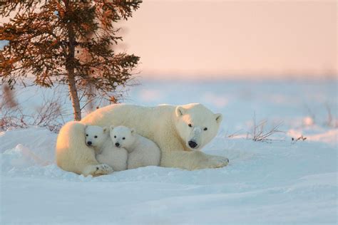 Baby Polar Bear Wallpapers - Top Free Baby Polar Bear Backgrounds - WallpaperAccess