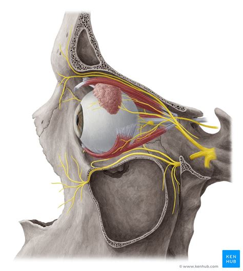 Nerves of the orbit: Anatomy and clinical notes | Kenhub