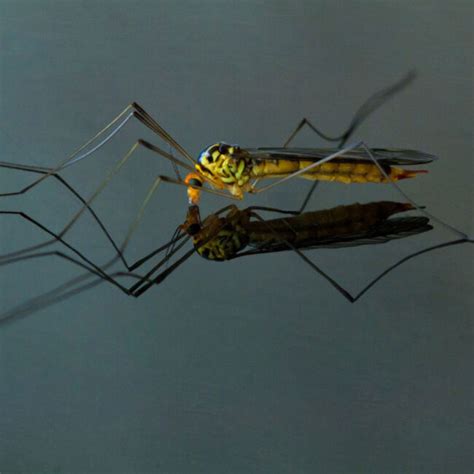 Crane Fly - Environmental Factor