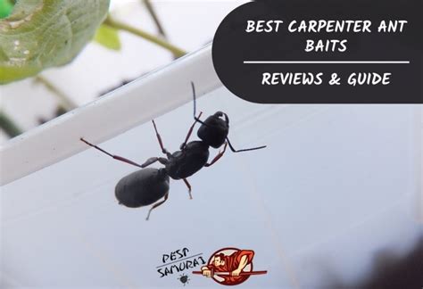 Best Carpenter Ant Killers | Proven and Effective Products - Pest Samurai