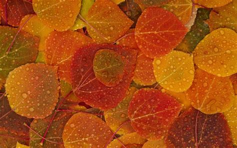 Fall Colors Wallpaper Backgrounds - Wallpaper Cave