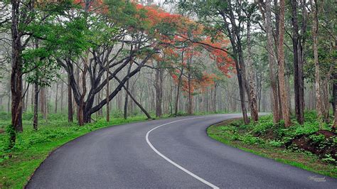 Nature In Kerala Forest Bg Hd Wallpaper Pxfuel | The Best Porn Website