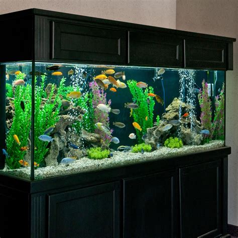 265 Gallon African Cichlid Aquarium | PetSolutions | Tropical fish tanks, Amazing aquariums ...