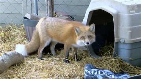 What Is It Like to Own a Pet Fox? – NBC10 Philadelphia