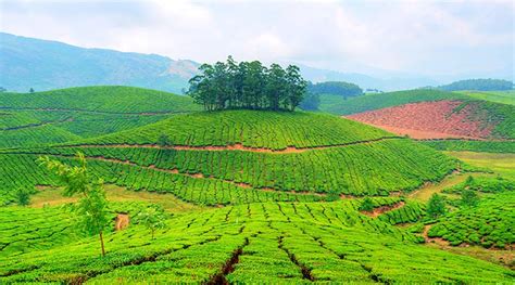 Munnar Hill Station Tour | Waytoindia.com