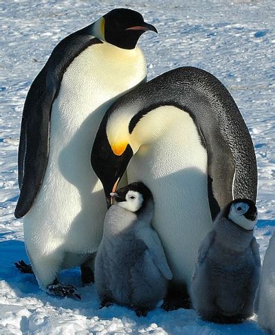 How do emperor penguins protect themselves from predators? | Homework ...