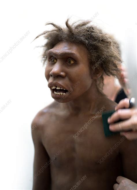 Turkana Boy model - Stock Image - C021/3673 - Science Photo Library