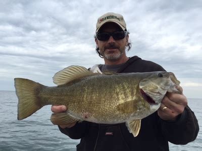 Lake Erie smallmouth on feeding frenzy