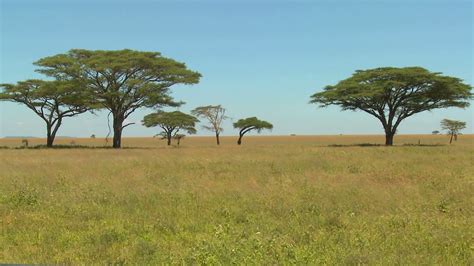 African Savanna Plants Names