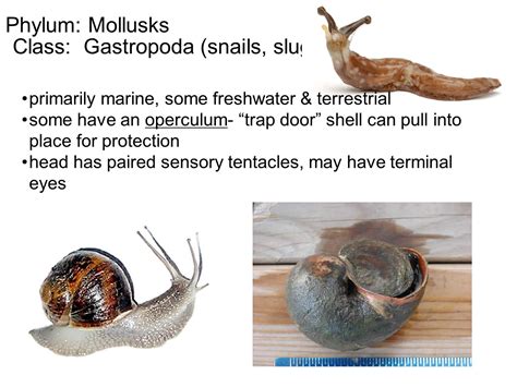 Snails: Characteristics, properties, types and more....